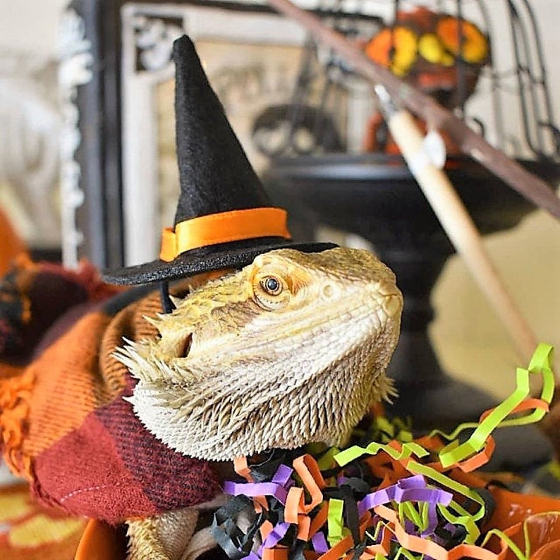 Witch Hat Halloween Costume for Bearded Dragon and Gecko or Etsy Denmark