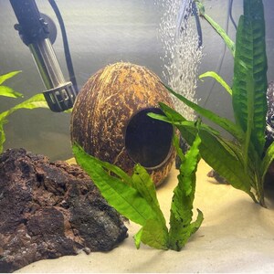 May include: A brown coconut shell with a hole cut out, used as a hideaway for fish in an aquarium. The coconut shell is surrounded by green plants and a dark brown rock.