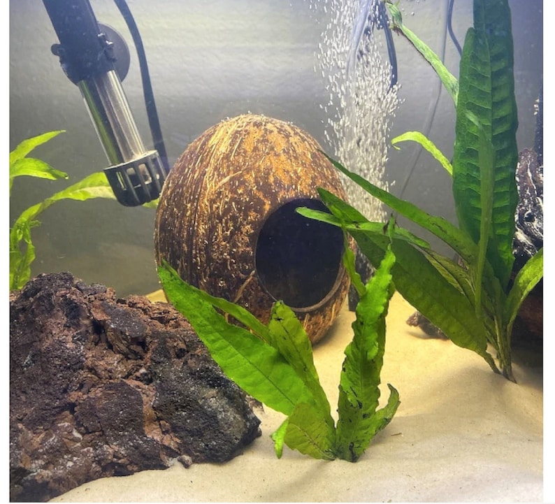 May include: A brown coconut shell with a hole cut out, used as a hideaway for fish in an aquarium. The coconut shell is surrounded by green plants and a dark brown rock.
