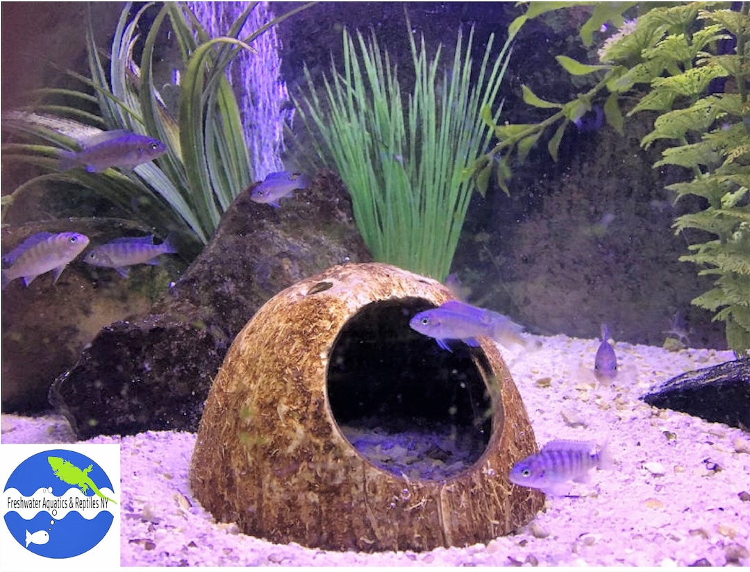 Aquarium Cave Coconut Shell Cave / Hide, Pleco Cave, Shrimp Cave