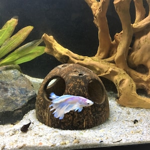 May include: A white and purple betta fish swims in a fish tank with a coconut shell and driftwood.