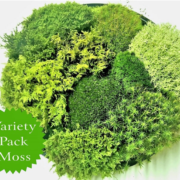 Live Moss Variety Pack High Quality for Terrariums, Vivariums, Fairy Gardens, Moss Dish Gardens, bath mats Terrarium Kit grab bag.