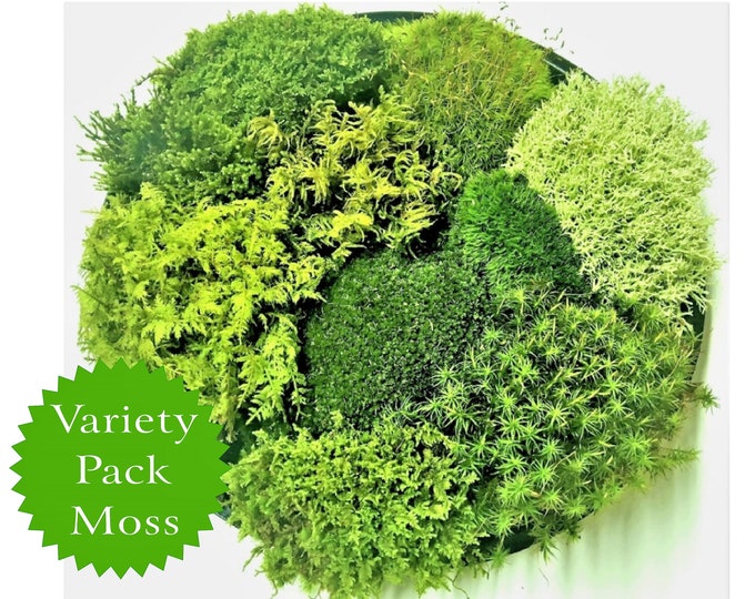 Live Moss Variety Pack High Quality for Terrariums, Vivariums, Fairy