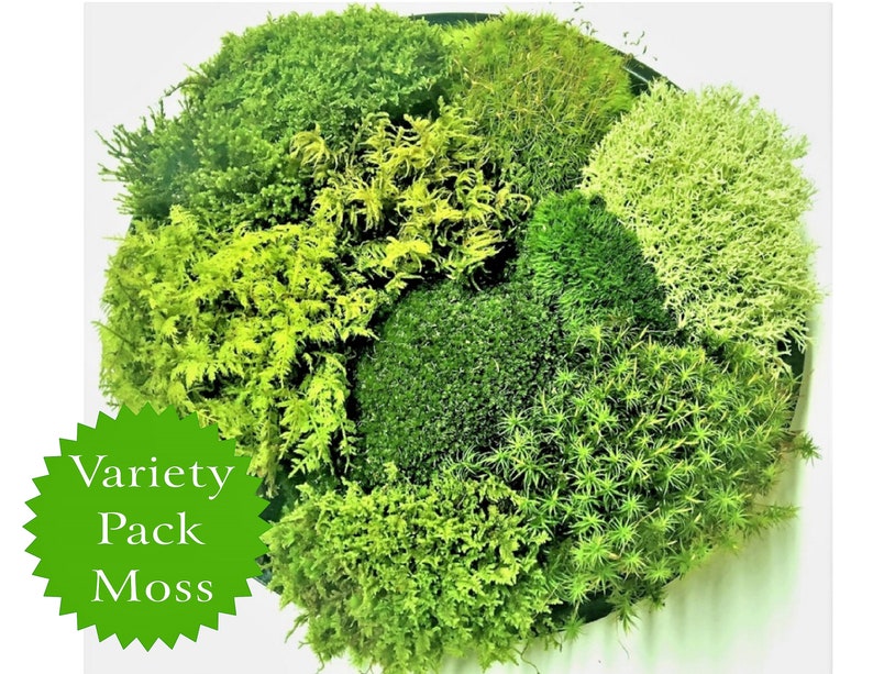 Live Moss Variety Pack High Quality for Terrariums, Vivariums, Fairy Gardens, Moss Dish Gardens, Bath Mats Terrarium Kit Grab bag 