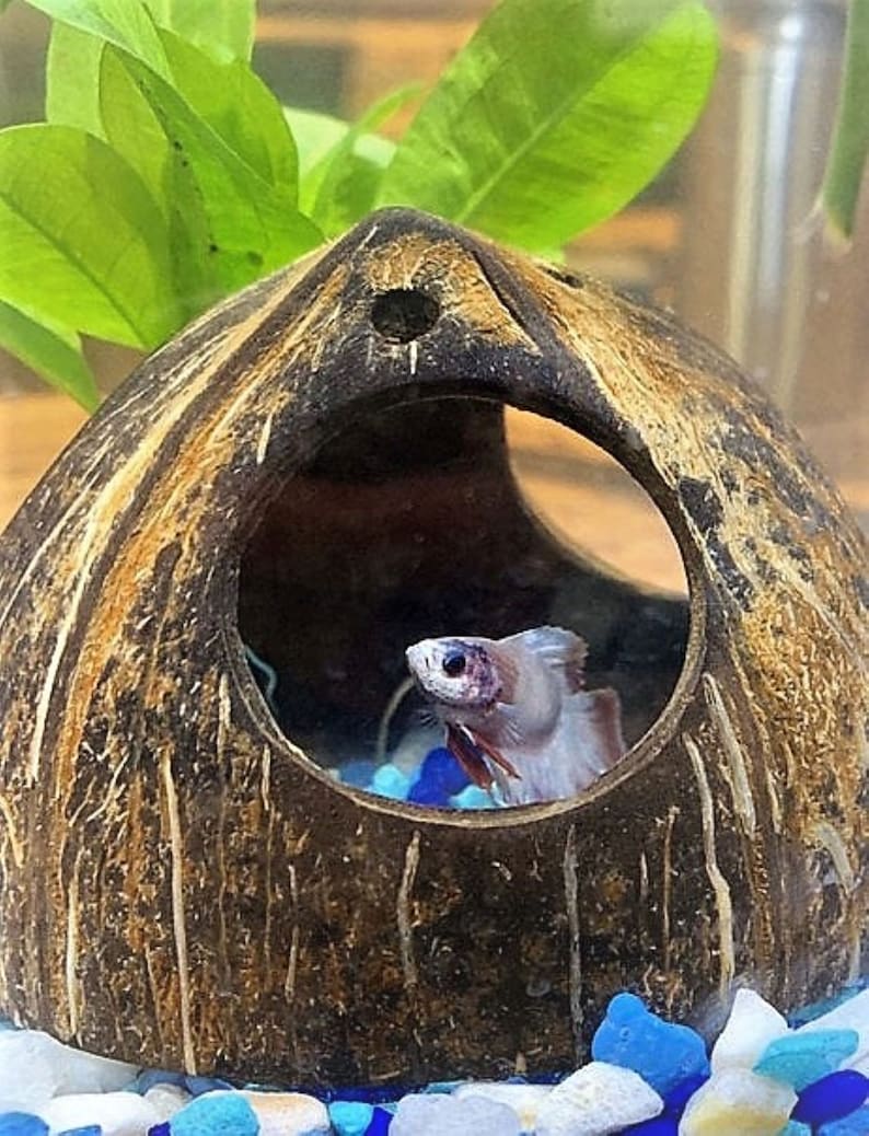 May include: A white betta fish with pink and blue accents swims in a coconut shell aquarium. The coconut shell is half-submerged in blue and white gravel.