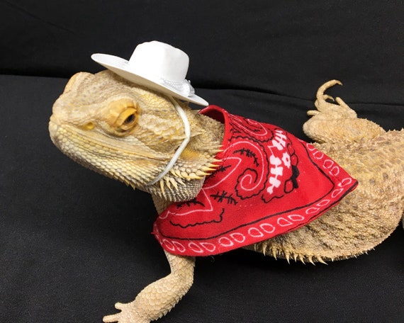 Reptile Costume Cowboy / Cowgirl Bearded Dragon Costume Bearded Dragon Costume  Cowboy Costume Reptile Lizard Costume Clothes Clothing 