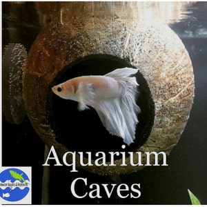 Aquarium Coconut Cave real coconut cave for betta cave, cichlid cave, betta fish cave, shrimp cave, aquarium decoration, aquarium accessory image 1