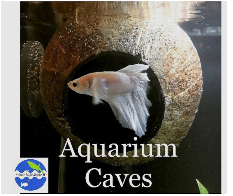 May include: A white betta fish swims in an aquarium with a coconut shell cave. The text "Aquarium Caves" is written below the fish.