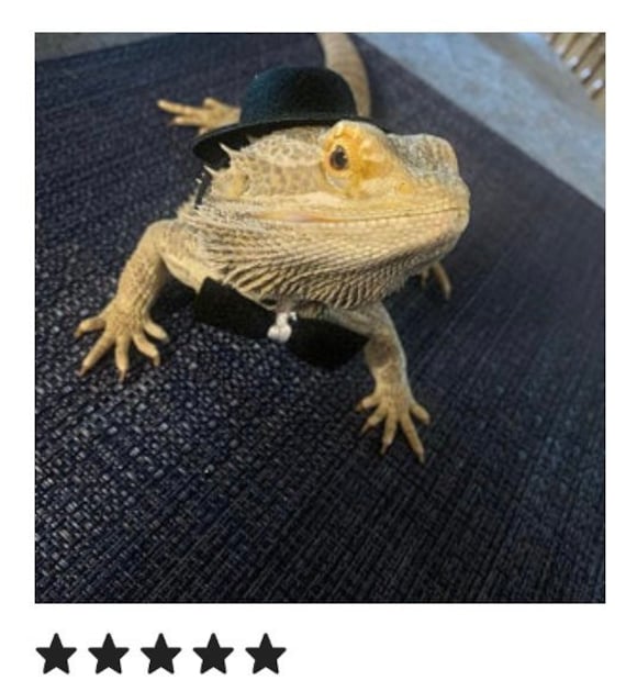 bearded dragon sunglasses