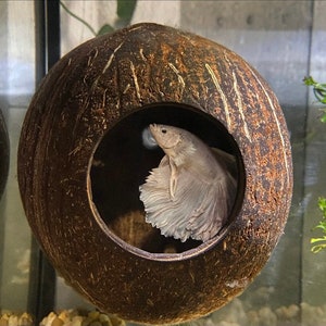 May include: A white betta fish swims in a coconut shell aquarium. The coconut shell is brown and has a natural texture. The fish is in the center of the image and is facing the right side of the image.