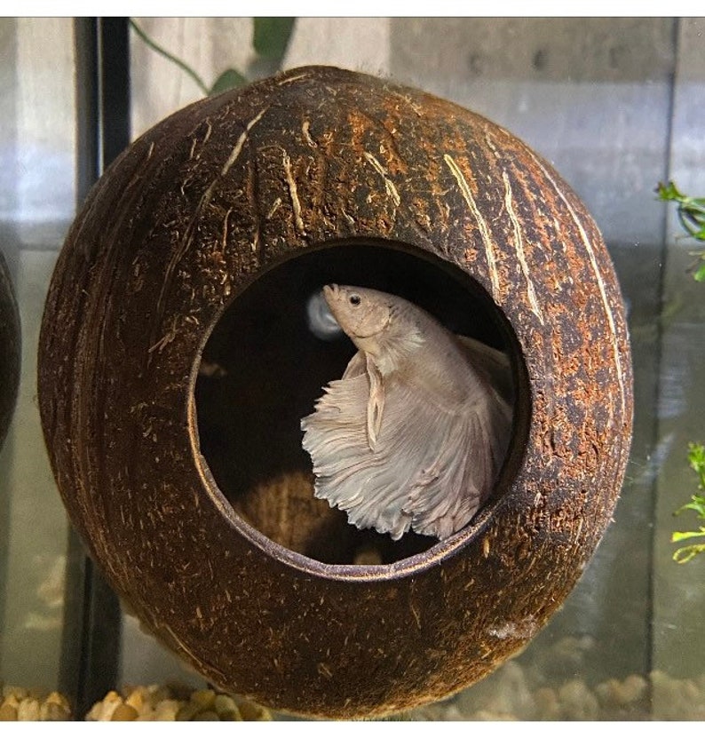 May include: A white betta fish swims in a coconut shell aquarium. The coconut shell is brown and has a natural texture. The fish is in the center of the image and is facing the right side of the image.