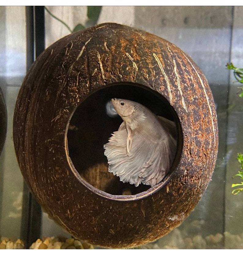 Aquarium Coconut Cave real coconut cave for betta cave, cichlid cave, betta fish cave, shrimp cave, aquarium decoration, aquarium accessory image 4