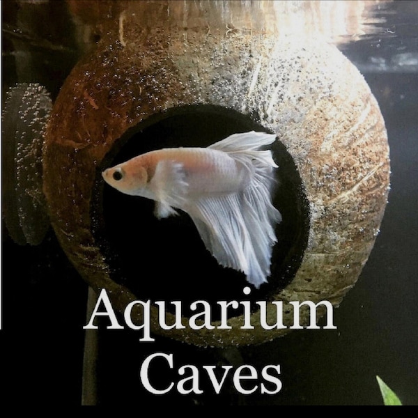 Cueva de coco natural para acuario: escondite para bettas, cíclidos y camarones.