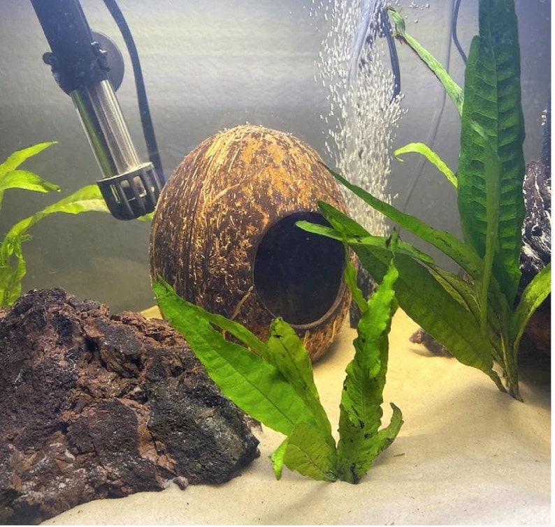 May include: A brown coconut shell with a hole cut out, used as a fish tank hideaway. The coconut shell is surrounded by green plants and a dark brown rock.