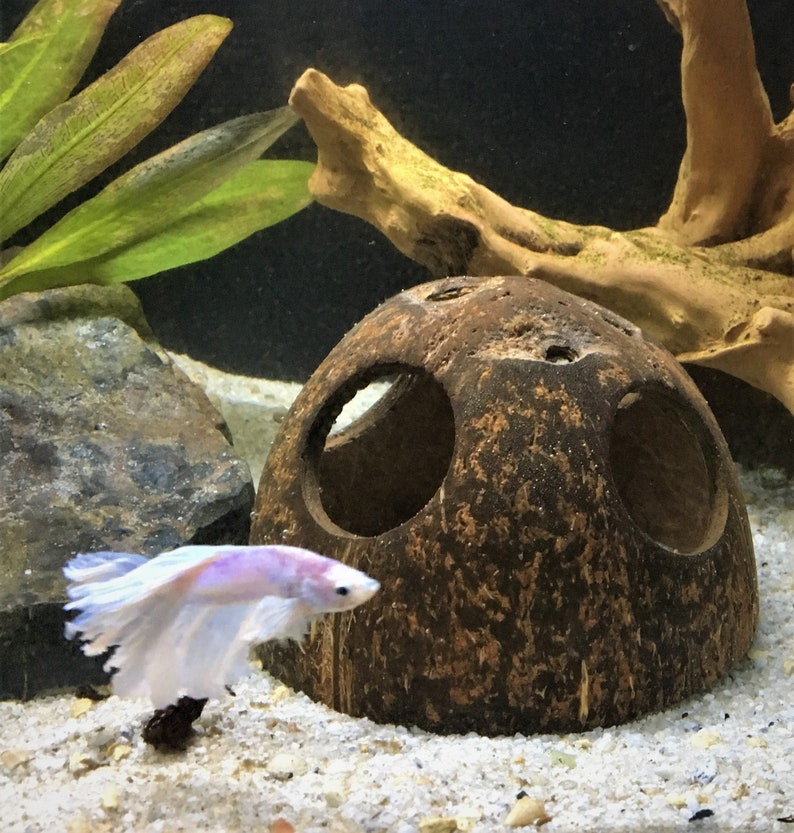 May include: A white betta fish with long fins swims in a fish tank with a brown coconut shell hide. The coconut shell has two large holes cut out of it.