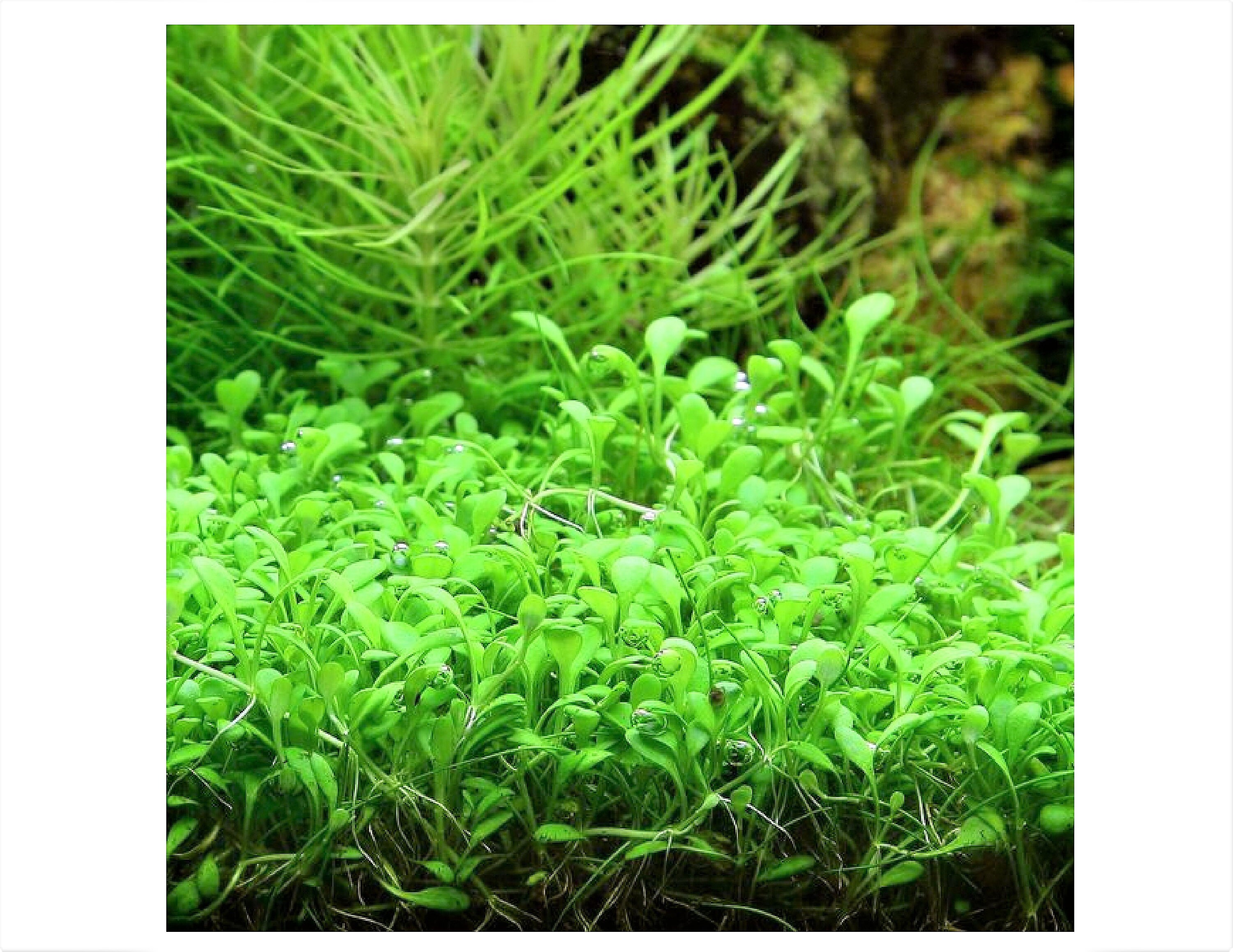 Aquarium Plant Seeds 6 Pack Live Aquarium Plant Seeds Cow Etsy
