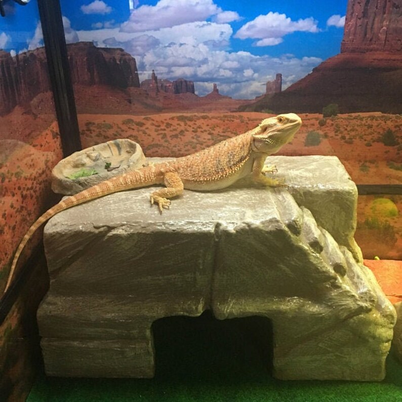 large snake hides large snake hides