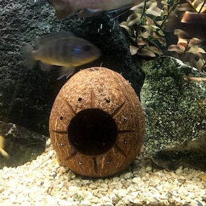 Aquarium Coconut Cave with sunburst carving, one hole or two holes.
