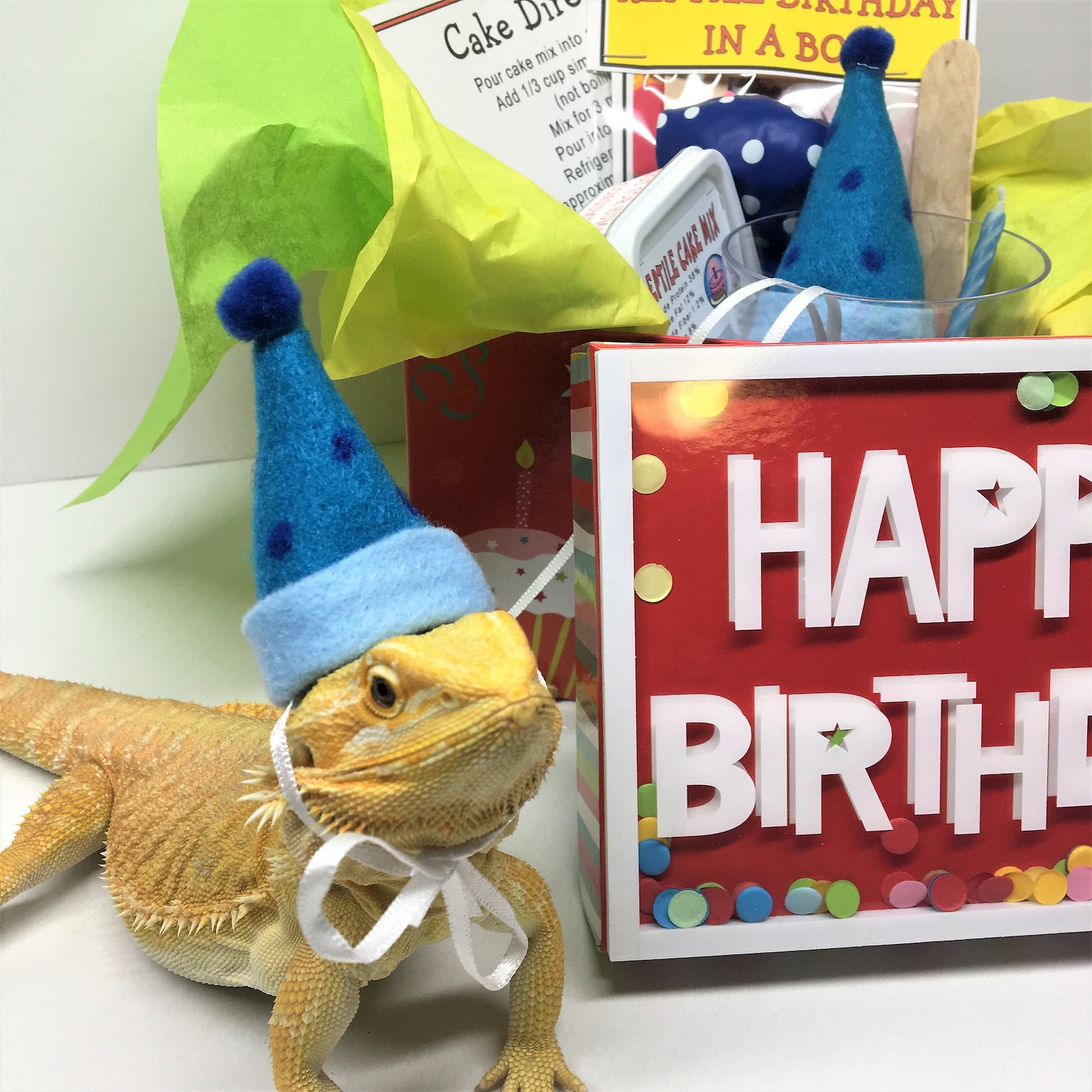 Beardie Birthday in a Box Bearded Dragon Birthday in a Box Etsy