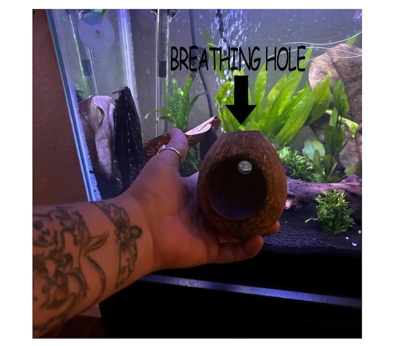 May include: A brown coconut shell with a large hole cut out, labeled "Breathing Hole". The coconut shell is being held in a hand, with the hole facing the camera.