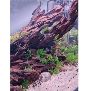 Dragon Wood for Aquarium or Vivarium, Terrarium Driftwood Fish tank shrimp wood image 5
