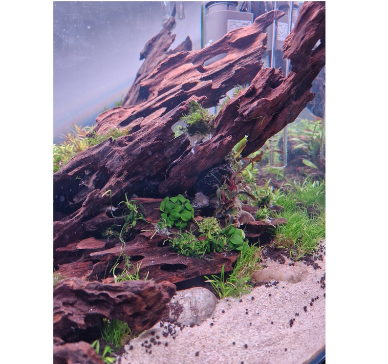 Dragon Wood for Aquarium or Vivarium, Terrarium Driftwood Fish tank shrimp wood image 5