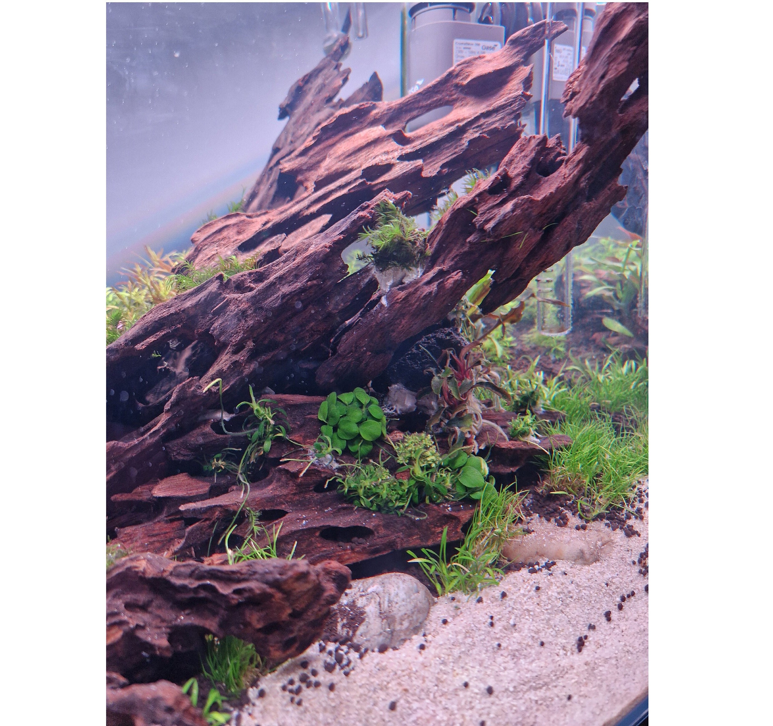 Natural Aquarium Driftwood - 200g Bushy Roots For Fish Tanks, Shrimp Habitats & Reptile Terrariums