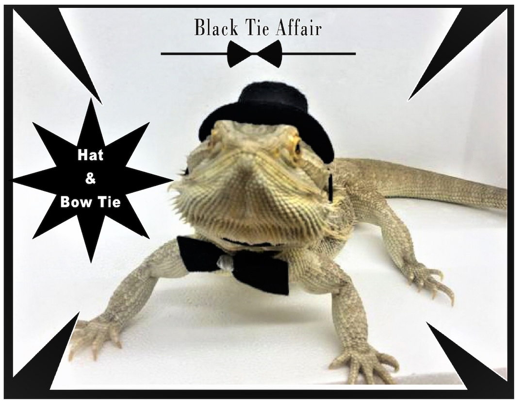 Bearded Dragon Lizard Halloween Hat Cloak Costume Set Clothes Outfit  accessory