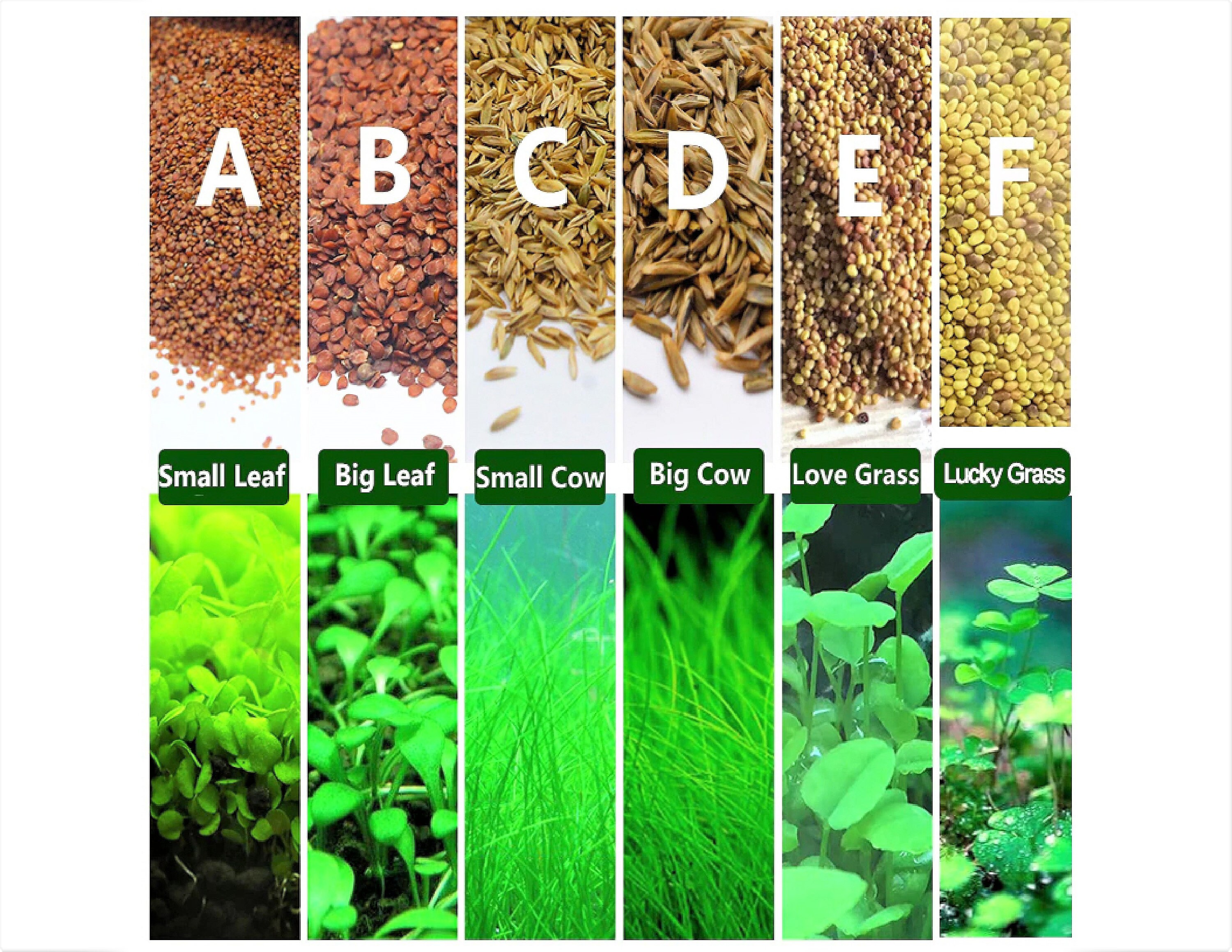 Aquarium Plant Seed 6 Pack Live Aquarium Plant Seeds Cow Grass Etsy