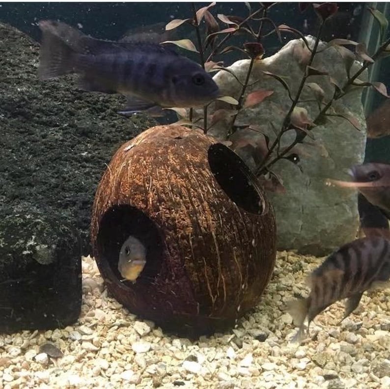 Natural Coconut Aquarium Cave: Betta, Cichlid, and Shrimp Hideout image 4