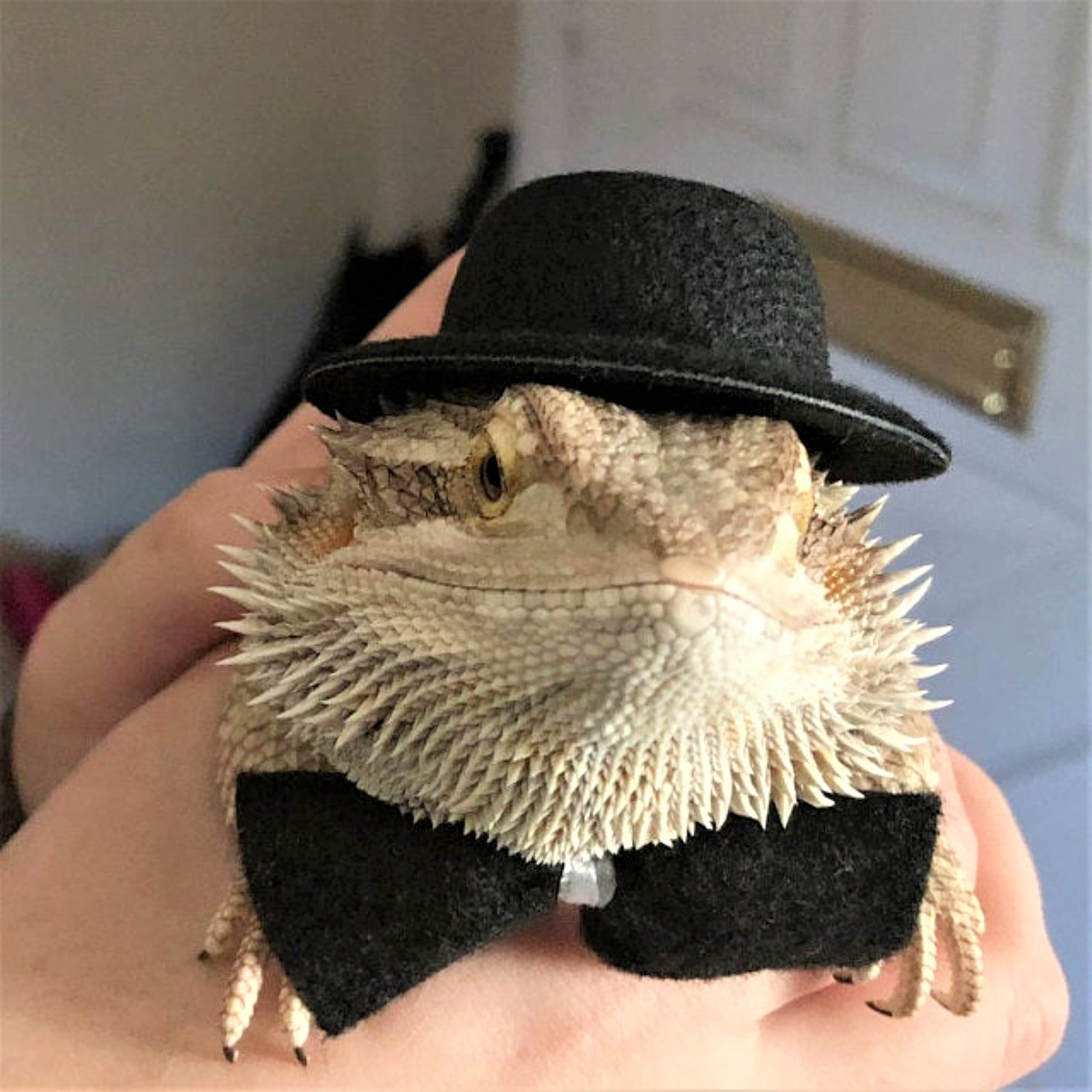 Bearded Dragon Hat and Bow Tie for Adult Bearded Dragon Etsy