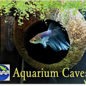 Aquarium Coconut Cave Real coconut cave for betta cave, cichlid cave, betta fish cave, shrimp cave, aquarium decoration, aquarium accessory