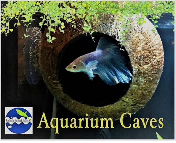 Aquarium Coconut Cave Real Coconut Cave for Betta Cave, Cichlid