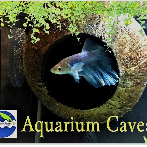 Aquarium-Kokosnusshöhle. Echte Kokosnusshöhle für Betta-Höhle, Buntbarschhöhle, Betta-Fischhöhle, Garnelenhöhle, Aquarium-Dekoration, Aquarium-Zubehör