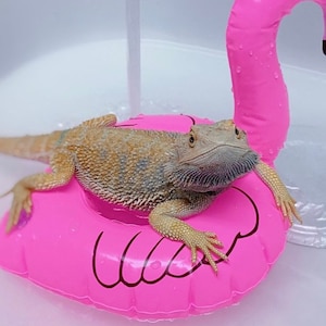 Bath Spa Kit Hooded Bath Towel & Shed Aid Spa Kit Bearded Dragon Reptile Lizard Bath image 4