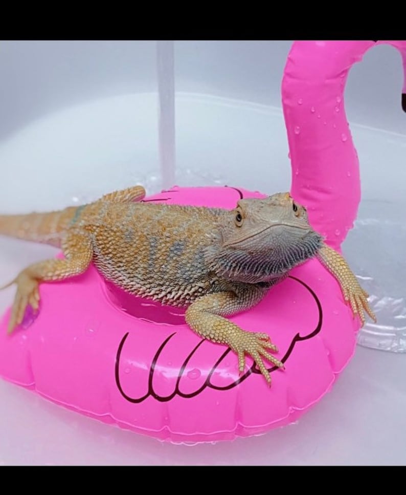 Bath Spa Kit Hooded Bath Towel & Shed Aid Spa Kit Bearded Dragon Reptile Lizard Bath image 4