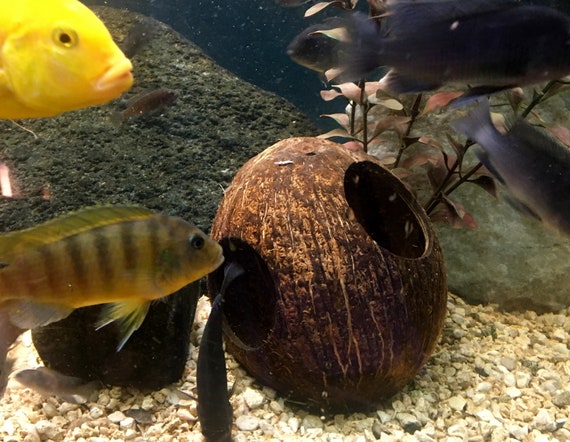Aquarium Coconut Cave Pleco Cave Cichlid Cave Betta Fish Etsy
