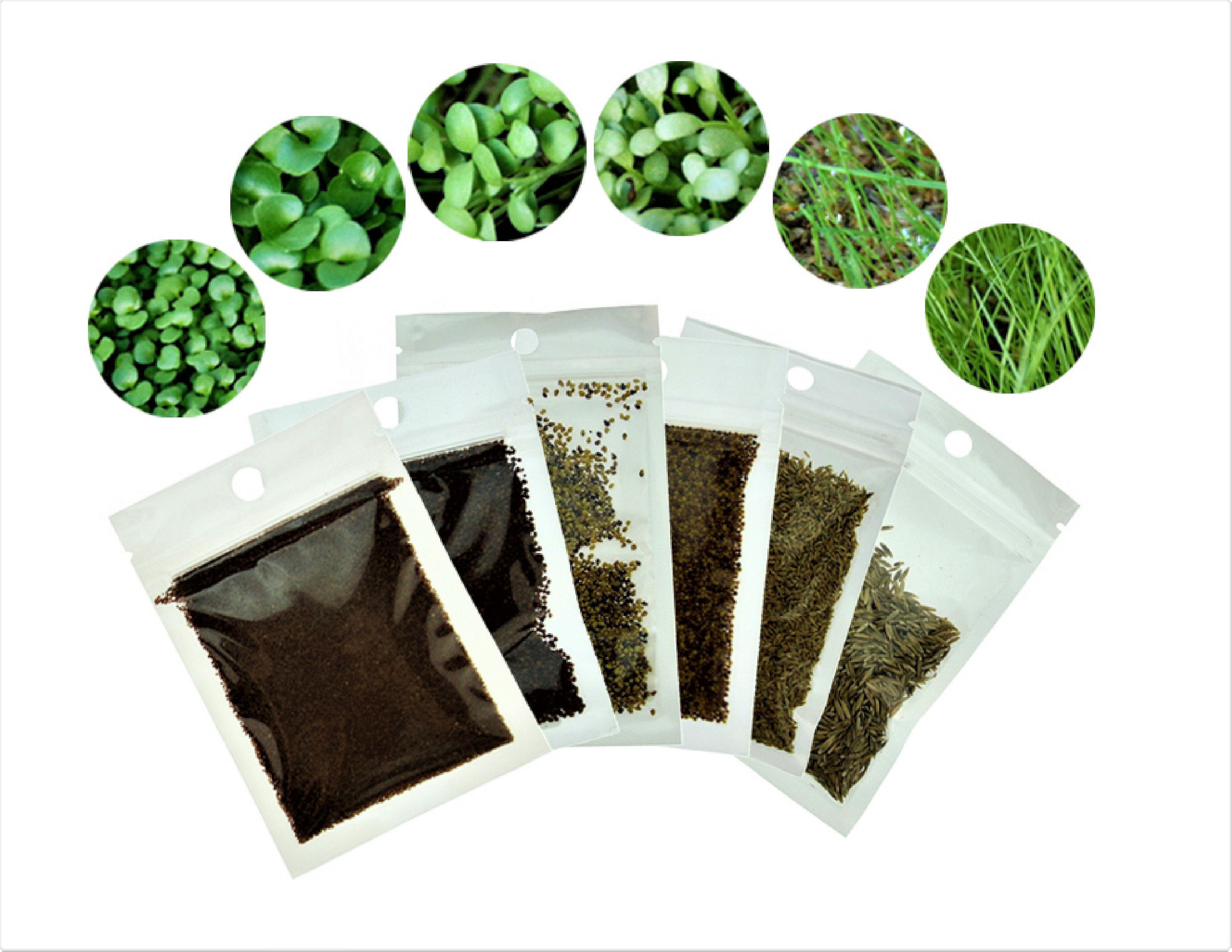 Aquarium Plant Seeds For Sale