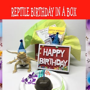 フトアゴヒゲトカゲの誕生日ボックス：ケーキと帽子付き爬虫類パーティーキット