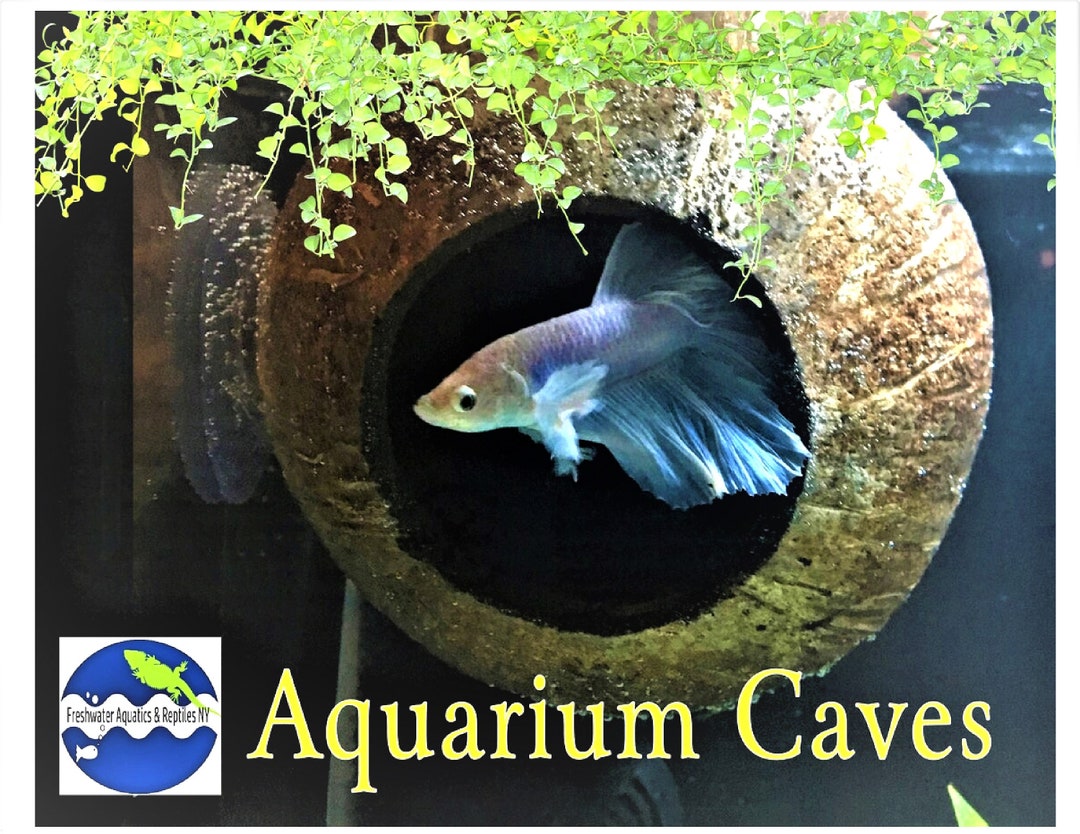 Bløde cowboy befolkning Aquarium Coconut Cave Real Coconut Cave for Betta Cave - Etsy
