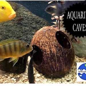 Natural Coconut Aquarium Cave: Betta, Cichlid, and Shrimp Hideout image 5