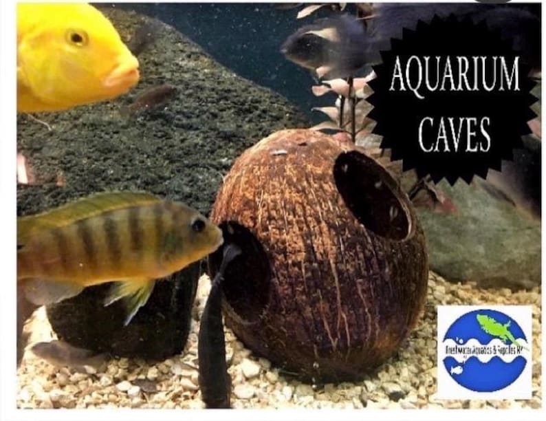 Natural Coconut Aquarium Cave: Betta, Cichlid, and Shrimp Hideout image 5