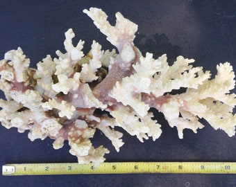 NEW TARANA SOLID CORAL main image 0