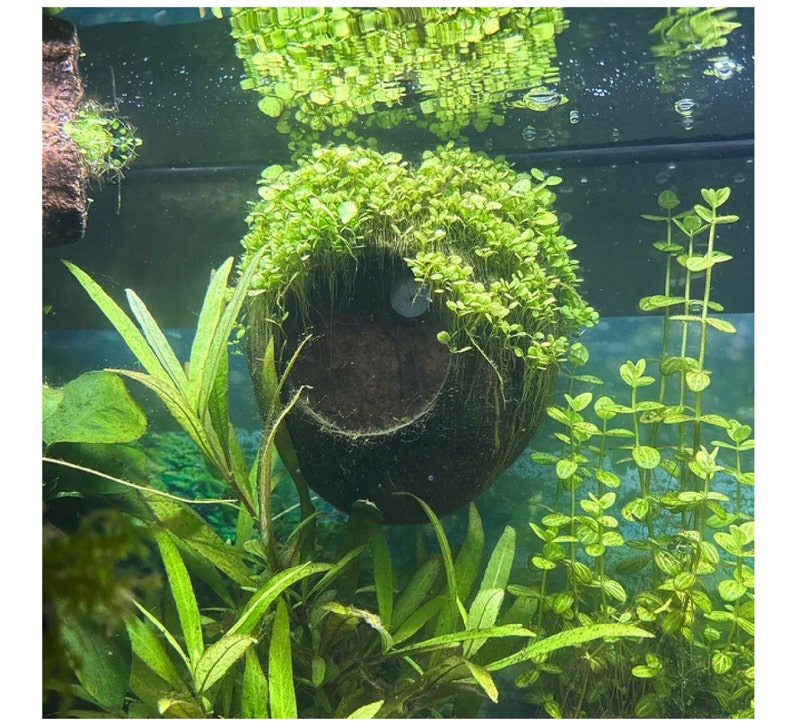 May include: A close-up of a green, leafy plant growing in a coconut shell planter. The planter is partially submerged in water, and there are other plants growing in the background.