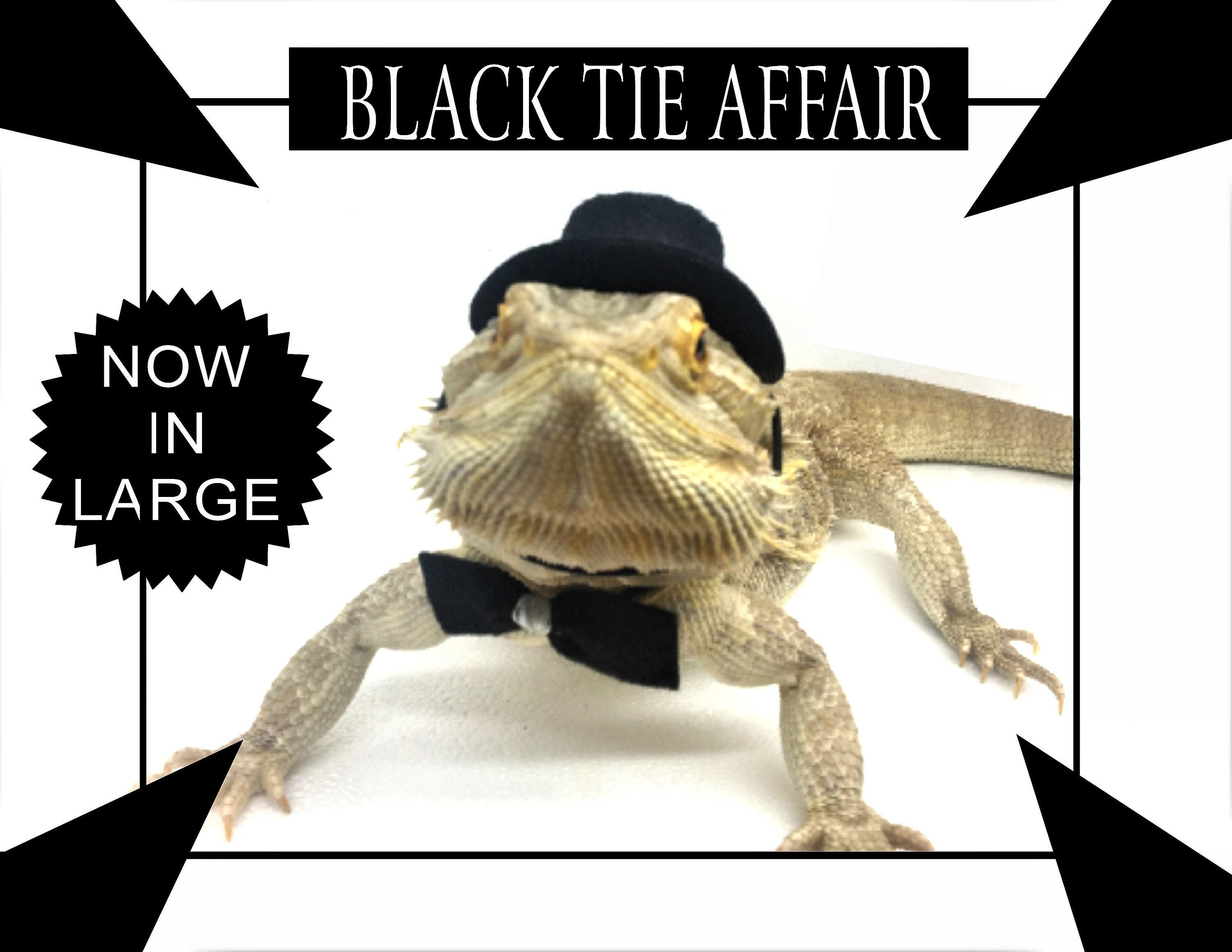 Bearded Dragon Hat and Bow Tie for adult bearded dragon reptile lizard