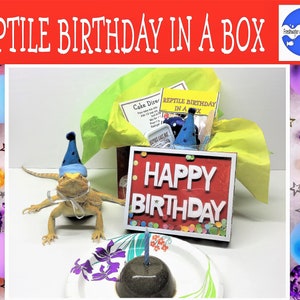 Beardie Birthday in a Box bearded dragon birthday in a box reptile