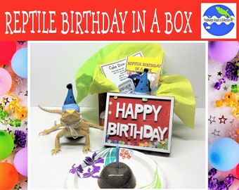 Beardie Birthday in a Box bearded dragon birthday in a box reptile