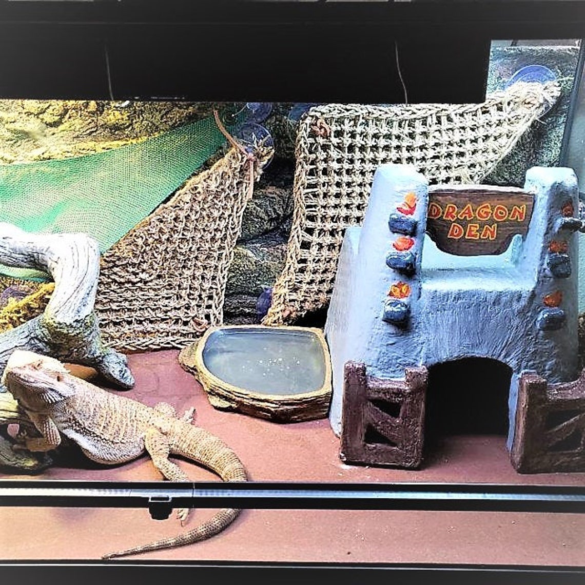bearded dragon hides in cave