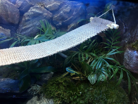 Buy reptile supplies top