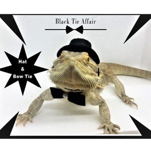 Bearded Dragon Hat and Bow Tie: Formal Reptile Costume